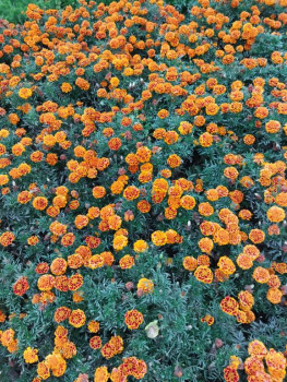 Чем сегодня занимались - IMG_20210911_165058.jpg