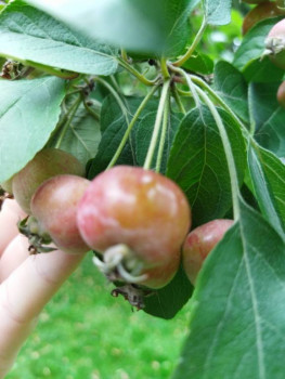 Чем сегодня занимались - IMG_20210911_163753.jpg