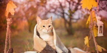 Доброго утра Хорошего дня Спокойной ночи  - c42o004a71uo54msd1s98a6m193cacdl_post.jpg