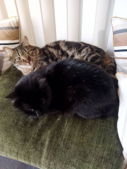 Клуб фелинологов-любителей  - IMG_20210917_112945.jpg