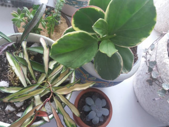 Наши увлечения на досуге. Делимся и вдохновляемся . - 20210918_110322.jpg