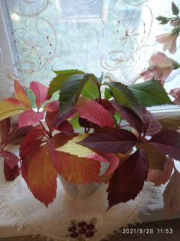 Доброго утра Хорошего дня Спокойной ночи  - IMG_20210928_115333_1.jpg