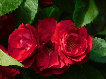 Святые, чтимые нынче - DSCN6873.JPG