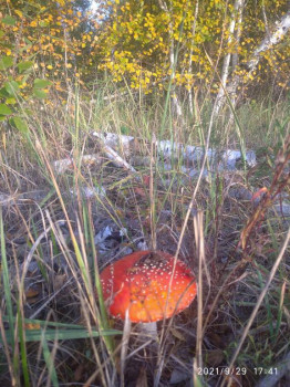 Доброго утра Хорошего дня Спокойной ночи  - IMG_20210929_174147_1.jpg