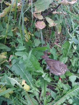 Птичий сад - 20211003_093103.jpg