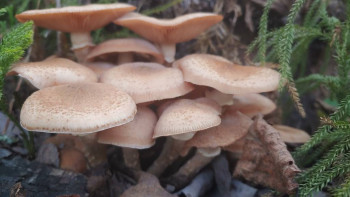 Опята вроде