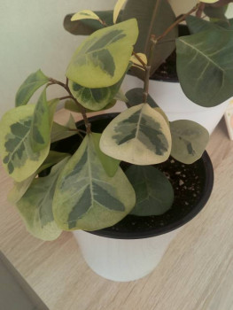 Мои комнатные растения. - IMG_20211006_145938.jpg