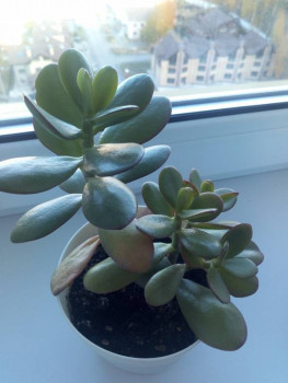 Мои комнатные растения. - IMG_20211006_150308.jpg