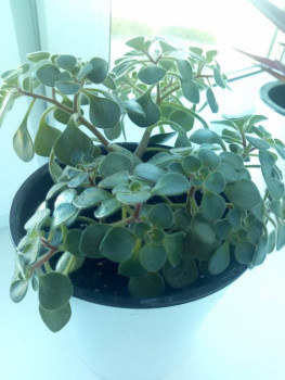 Мои комнатные растения. - IMG_20211006_150229.jpg