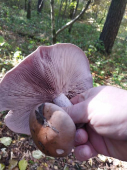 Чем сегодня занимались - IMG_20211010_135103.jpg