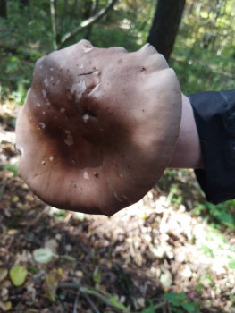 Чем сегодня занимались - IMG_20211010_135108.jpg