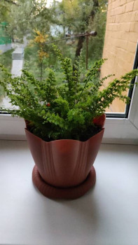 Мои комнатные растения. - IMG-20211026-WA0030.jpeg