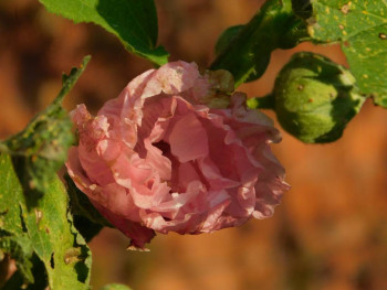 Декоративные садовые растения. - DSCN9407.JPG