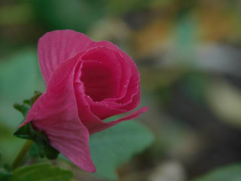 Декоративные садовые растения. - DSCN9327.JPG