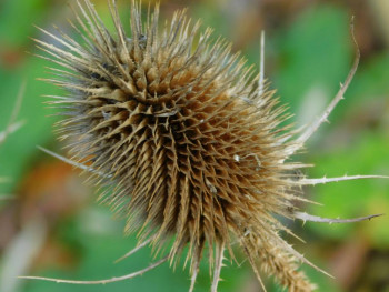 Декоративные садовые растения. - DSCN9333.JPG