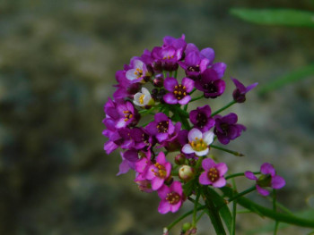 Декоративные садовые растения. - DSCN9314.JPG