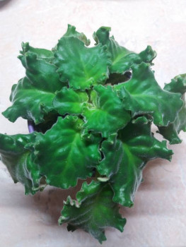 Мои комнатные растения. - 20211104_205122.jpg