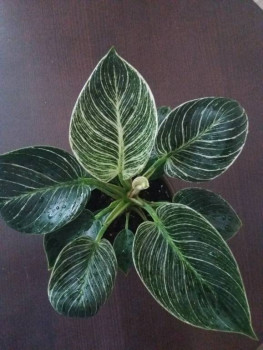 Мои комнатные растения. - 20211104_122446.jpg