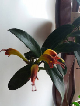 Мои комнатные растения. - 20211104_120325.jpg