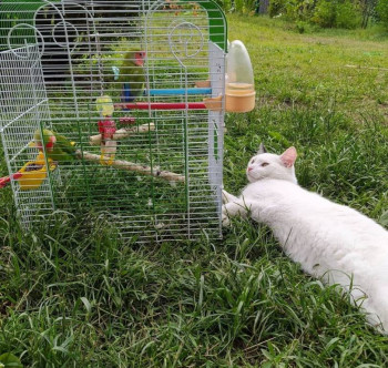 Кого из животных вы содержите? Фото приветствуется. - Тихон и попугаи.jpeg