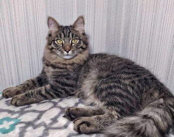 Кого из животных вы содержите? Фото приветствуется. - Филипп.jpeg