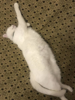 Кого из животных вы содержите? Фото приветствуется. - 0C738DB2-DC9E-4D40-B846-20F5EE29F1A5.jpeg