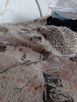 Кого из животных вы содержите? Фото приветствуется. - 20211019_080024.jpg