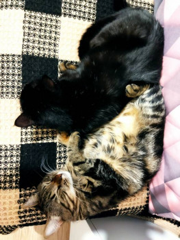 Кого из животных вы содержите? Фото приветствуется. - IMG_20211113_192215.jpg