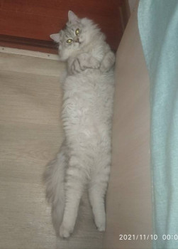 Кого из животных вы содержите? Фото приветствуется. - IMG_20211116_222556.jpg