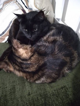 Клуб фелинологов-любителей  - IMG_20211211_165818.jpg