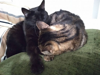 Клуб фелинологов-любителей  - IMG_20211211_165806.jpg