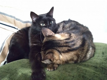 Клуб фелинологов-любителей  - IMG_20211211_165758.jpg