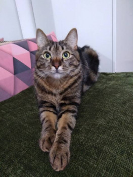 Клуб фелинологов-любителей  - IMG_20211211_224859.jpg