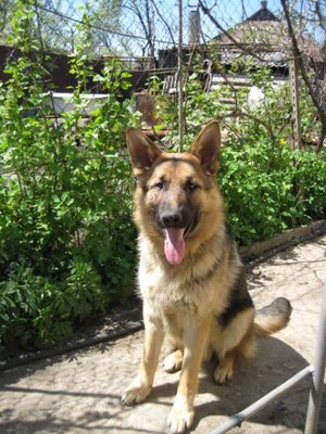 Кого из животных вы содержите? Фото приветствуется. - IMG_7799.JPG