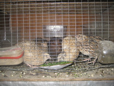 Кого из животных вы содержите? Фото приветствуется. - щурово 001.jpg