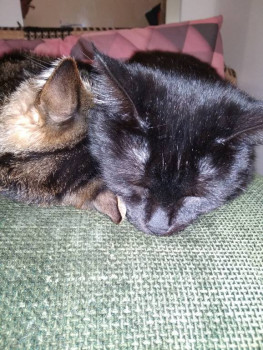 Клуб фелинологов-любителей  - IMG_20211226_184609.jpg