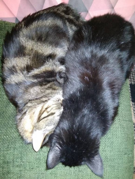 Клуб фелинологов-любителей  - IMG_20211226_184554.jpg