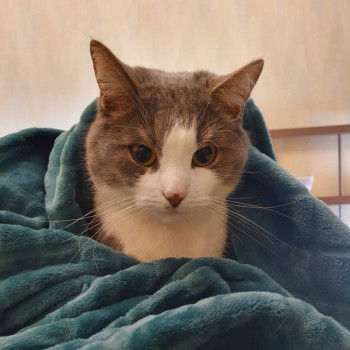 Клуб фелинологов-любителей  - IMG_20211222_212814_395.jpg