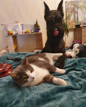 Клуб фелинологов-любителей  - IMG_20211227_003109_670.jpg