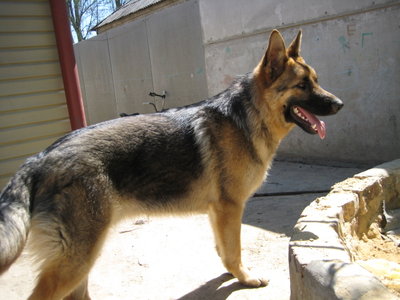 Кого из животных вы содержите? Фото приветствуется. - IMG_7807.JPG