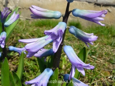 Декоративные садовые растения. - P1080877.JPG