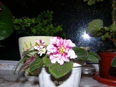 Мои комнатные растения. - P1080886.JPG