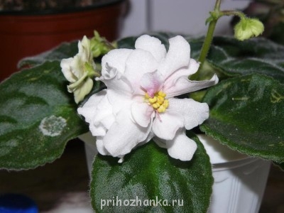 Мои комнатные растения. - P1080890.JPG