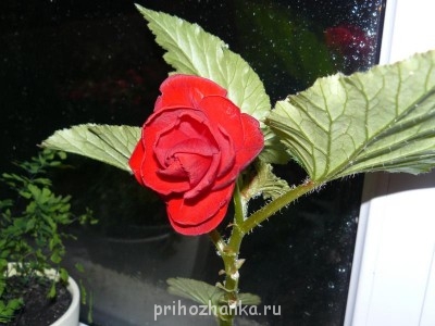 Мои комнатные растения. - P1080900.JPG