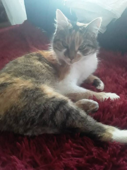 Клуб фелинологов-любителей  - 20220104_125443.jpg