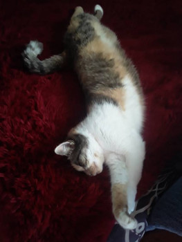 Клуб фелинологов-любителей  - 20220104_125604.jpg