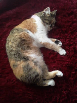 Клуб фелинологов-любителей  - 20220104_125752.jpg