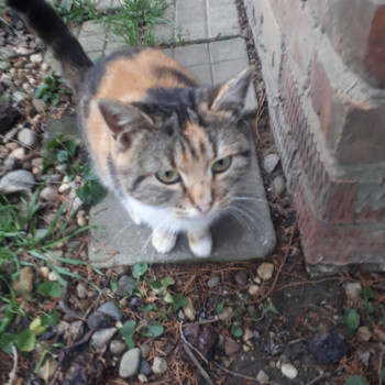 К нам прибилась вот такая. Страшненькая,необаятельная. Я ее зову Бяка,муж Страшилка. Че с ней делать пока не знаю,кормим конечно,но в доме еще три котоморды. Поначалу гоняли ее,а сейчас приняли,играются вместе. Наверное,оставим