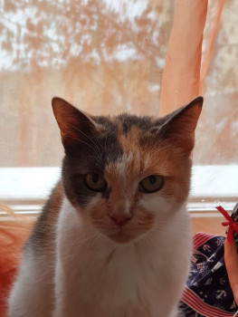 Клуб фелинологов-любителей  - 20211227_150625.jpg