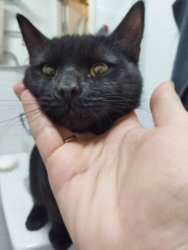 Клуб фелинологов-любителей  - IMG_20220111_200352.jpg